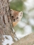 Picture of PINE MARTEN