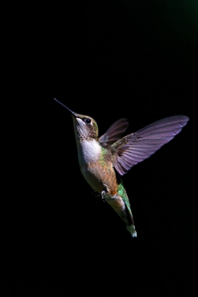 Picture of RUBY-THROATED HUMMINGBIRD II