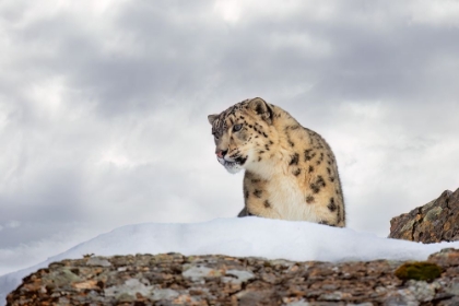 Picture of SNOW LEOPARD ON ROCKS