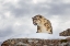 Picture of SNOW LEOPARD ON ROCKS