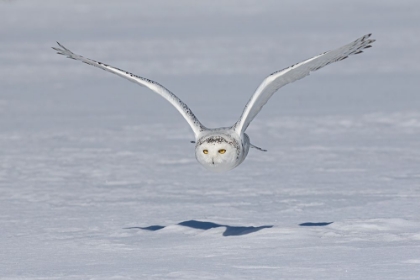 Picture of SNOWY OWL AND SHADOW
