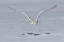 Picture of SNOWY OWL AND SHADOW