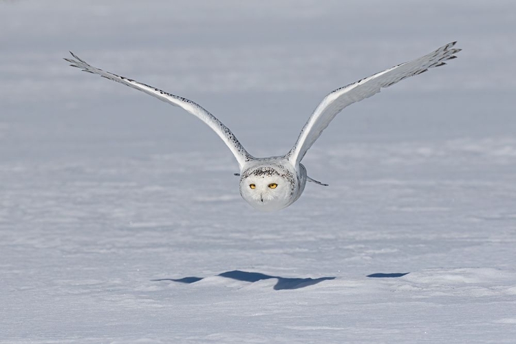 Picture of SNOWY OWL AND SHADOW