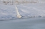 Picture of SNOWY OWL FLYING OVER AN ICY POND