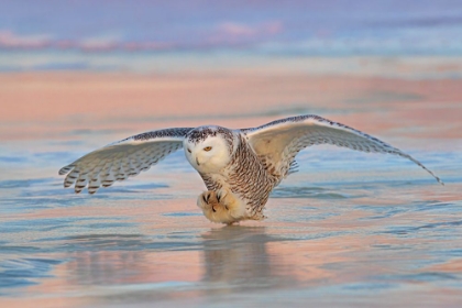 Picture of SNOWY OWL OVER ICE AT SUNSET