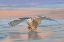 Picture of SNOWY OWL OVER ICE AT SUNSET