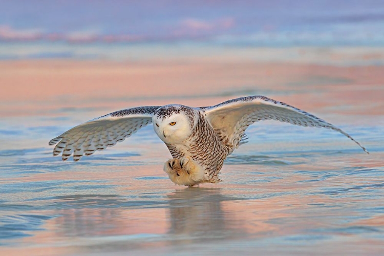 Picture of SNOWY OWL OVER ICE AT SUNSET
