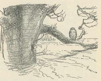 Picture of WINNIE-THE-POOH 1926 - OWL SAT ON A BRANCH