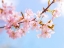 Picture of BLOSSOMS