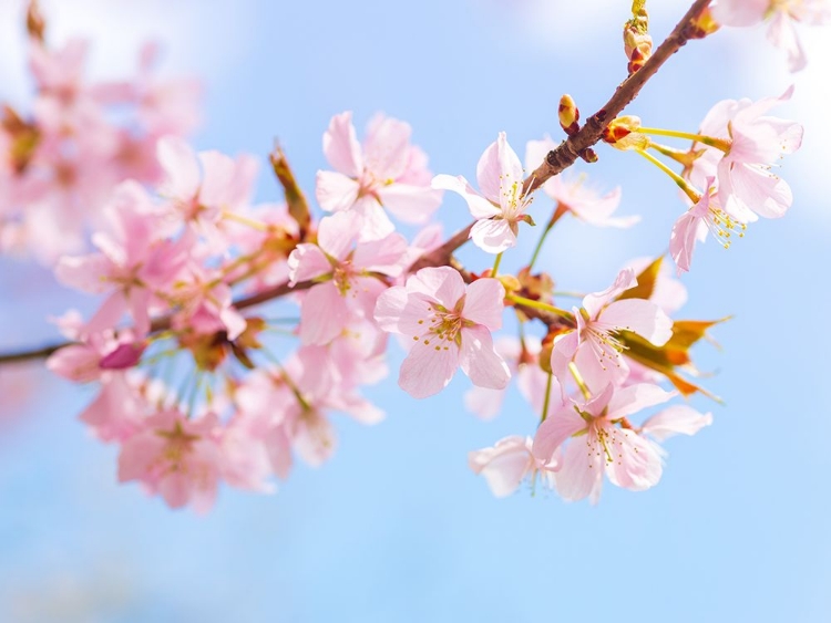 Picture of BLOSSOMS