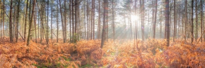 Picture of SUNRAYS THROUGH FOREST TREES
