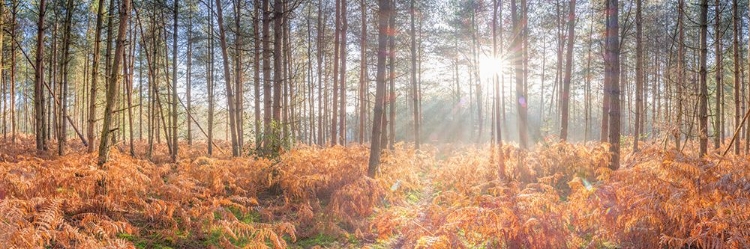 Picture of SUNRAYS THROUGH FOREST TREES
