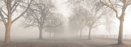 Picture of PATHWAY THROUGH TREES