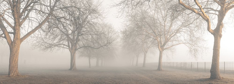 Picture of PATHWAY THROUGH TREES