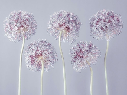 Picture of ALLIUM FLOWERS