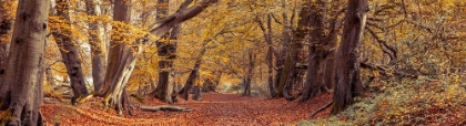 Picture of PATHWAY THROUGH THE AUTUMN FOREST