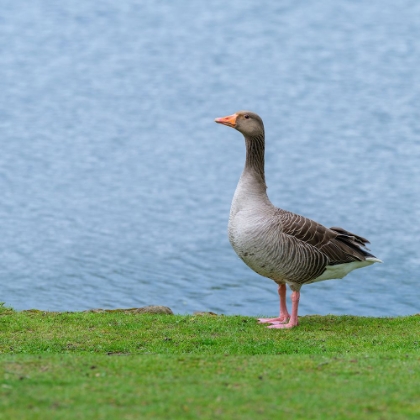 Picture of GOOSE ON THE LAKE