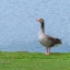 Picture of GOOSE ON THE LAKE