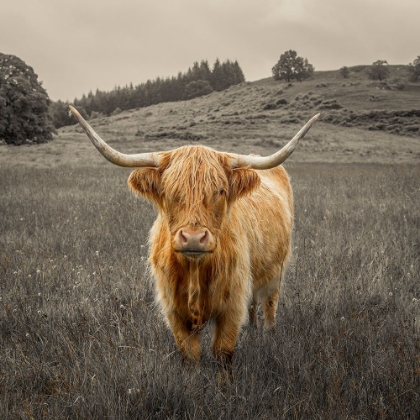 Picture of HIGHLAND COW