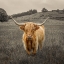 Picture of HIGHLAND COW