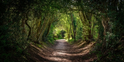 Picture of ROAD THROUGH DENSE FOREST