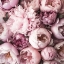Picture of SOFT PEONIES 8