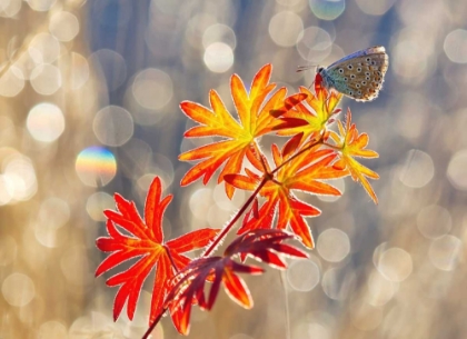 Picture of  SEPTEMBER MOMENTS