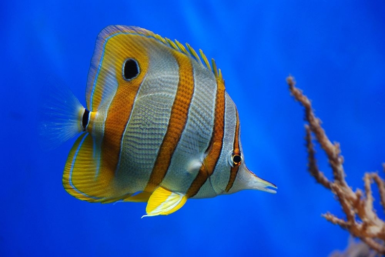 Picture of TROPICAL BEAUTY