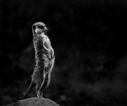 Picture of THE MEERKAT