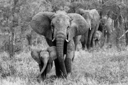 Picture of ELEFAMILY