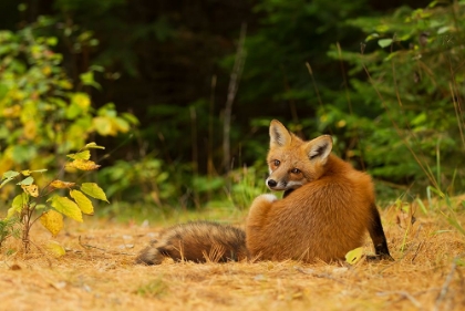 Picture of REDFOX, ALGONQUIN PARK