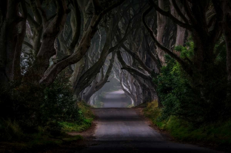 Picture of MAGIC ROAD