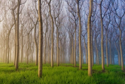 Picture of MORNING OF THE FOREST