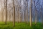 Picture of MORNING OF THE FOREST