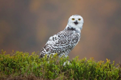 Picture of SNOWY OWL