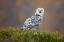 Picture of SNOWY OWL