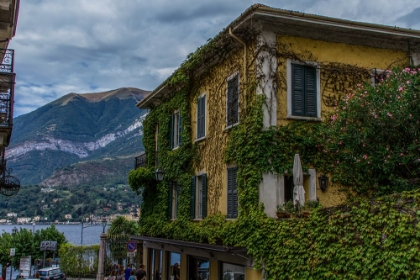 Picture of VINES