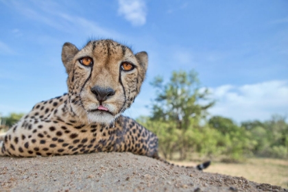 Picture of HUNGRY CHEETAH