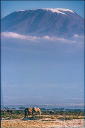 Picture of KILIMANJARO AND THE QUIET SENTINELS