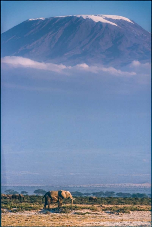 Picture of KILIMANJARO AND THE QUIET SENTINELS