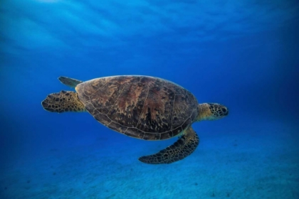 Picture of GREEN TURTLE IN THE BLUE