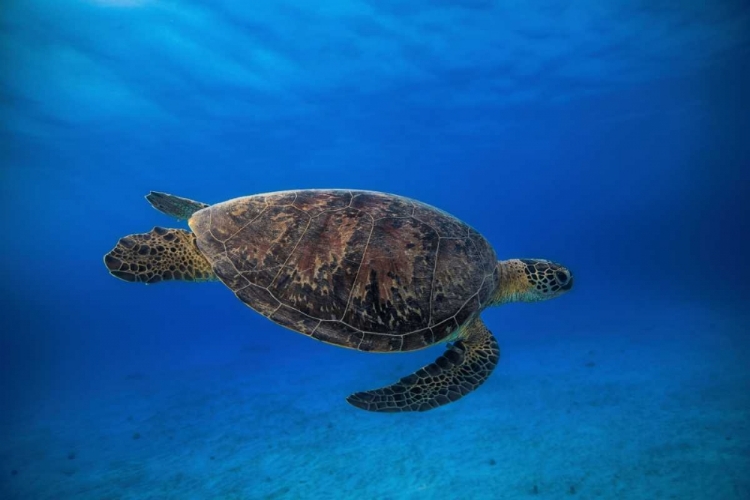 Picture of GREEN TURTLE IN THE BLUE