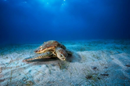 Picture of GREEN TURTLE IN THE BLUE