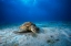 Picture of GREEN TURTLE IN THE BLUE