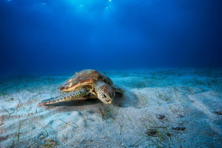 Picture of GREEN TURTLE IN THE BLUE