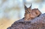 Picture of CARACAL