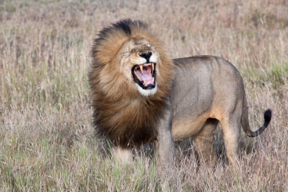 Picture of LION