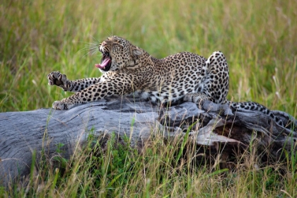 Picture of BIG CAT