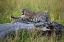 Picture of BIG CAT