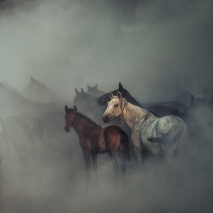 Picture of THE LOST HORSES